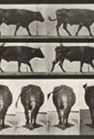 Ox Walking (1887)