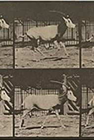 Orex Galloping (1887)